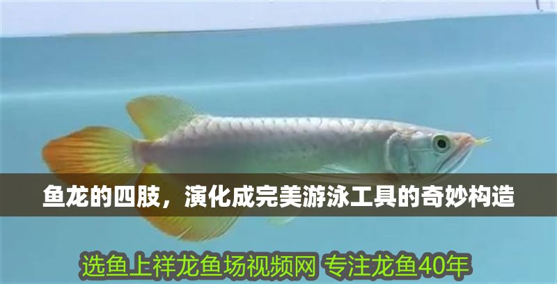 魚龍的四肢，演化成完美游泳工具的奇妙構造