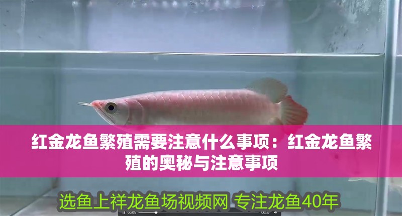 紅金龍魚繁殖需要注意什么事項：紅金龍魚繁殖的奧秘與注意事項
