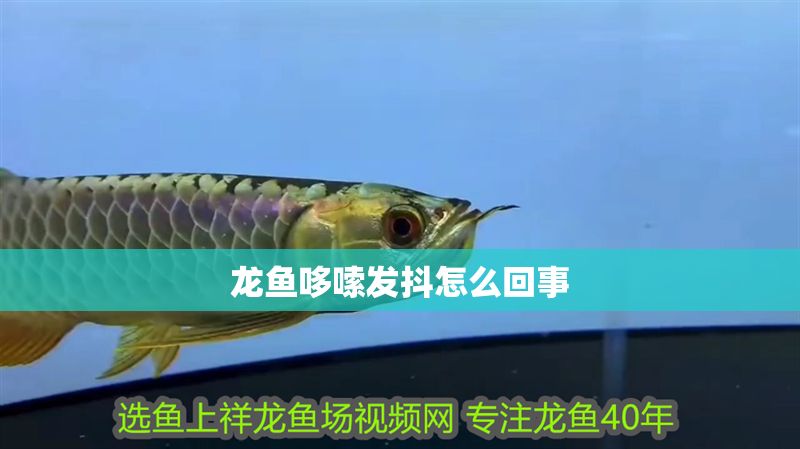 龍魚哆嗦發(fā)抖怎么回事