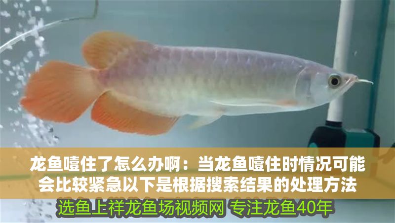 龍魚(yú)噎住了怎么辦啊：當(dāng)龍魚(yú)噎住時(shí)情況可能會(huì)比較緊急以下是根據(jù)搜索結(jié)果的處理方法 龍魚(yú)噎住了怎么辦啊：當(dāng)龍魚(yú)噎住時(shí)情況可能會(huì)比較緊急以下是根據(jù)搜索結(jié)果的處理方法 龍魚(yú)百科 第2張