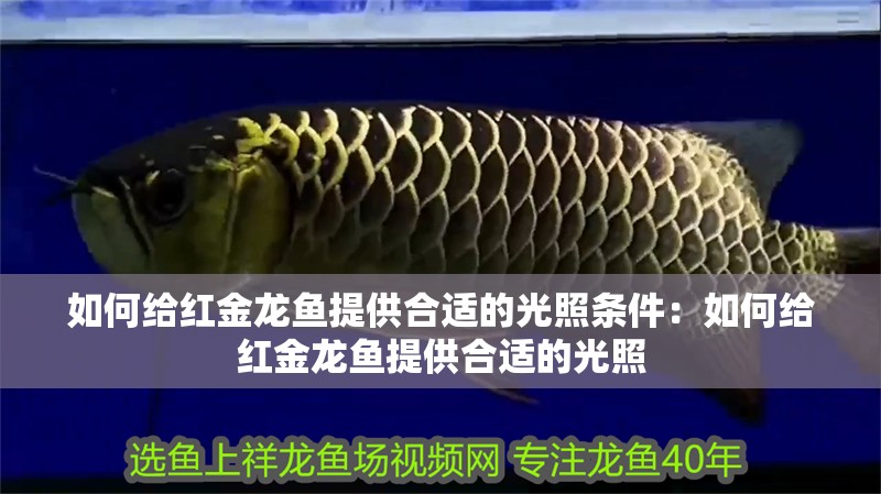 龍魚養(yǎng)多久算成年了：龍魚成年后有哪些特征