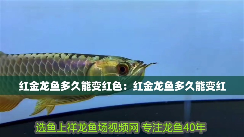 紅金龍魚多久能變紅色：紅金龍魚多久能變紅