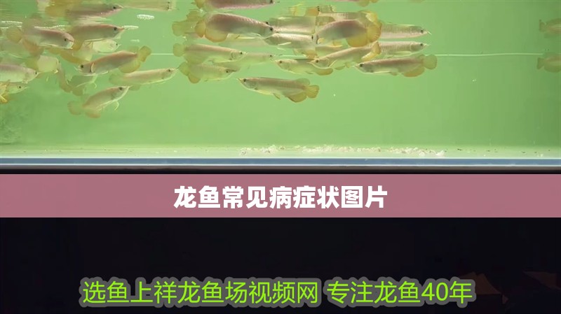 龍魚常見病癥狀圖片 龍魚常見病癥狀圖片 龍魚百科