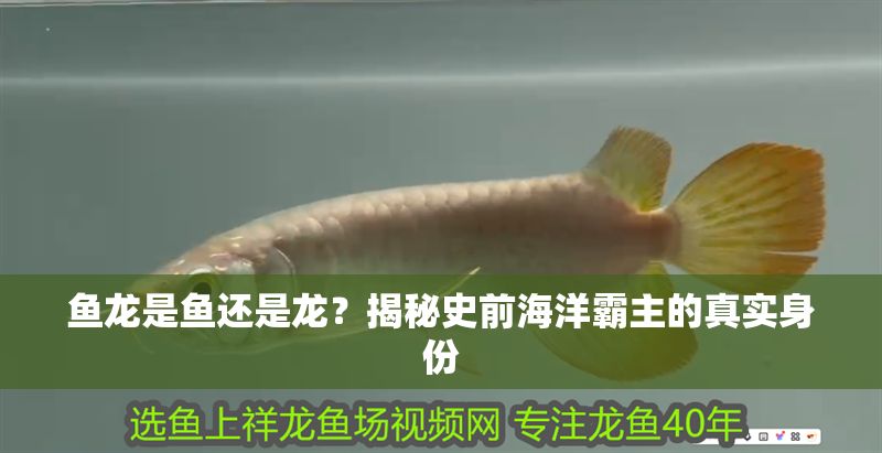魚龍是魚還是龍？揭秘史前海洋霸主的真實身份