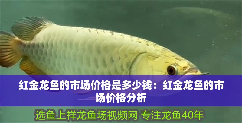 紅金龍魚的市場(chǎng)價(jià)格是多少錢：紅金龍魚的市場(chǎng)價(jià)格分析 紅金龍魚的市場(chǎng)價(jià)格是多少錢：紅金龍魚的市場(chǎng)價(jià)格分析 水族問答
