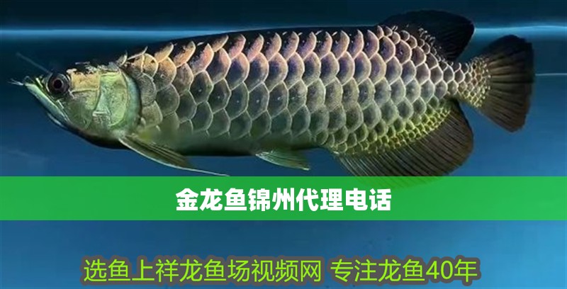 金龍魚錦州代理電話
