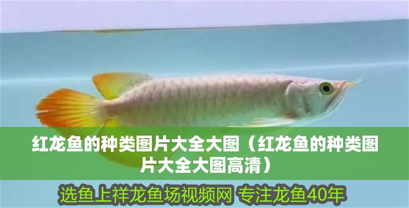 紅龍魚的種類圖片大全大圖（紅龍魚的種類圖片大全大圖高清）