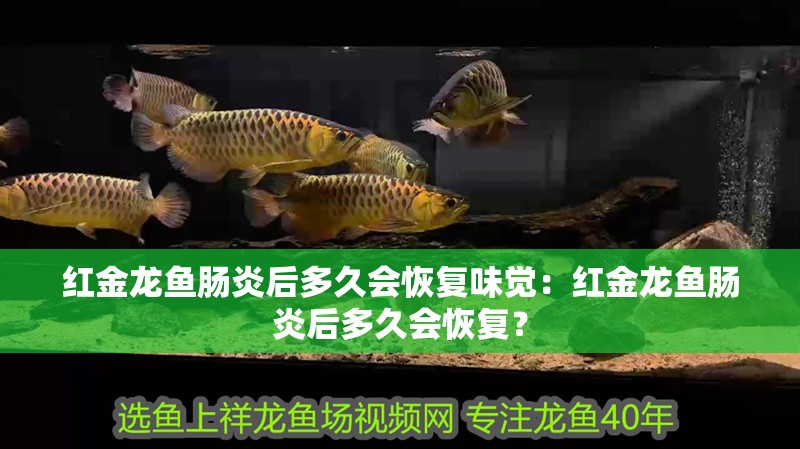 紅金龍魚腸炎后多久會恢復味覺：紅金龍魚腸炎后多久會恢復？