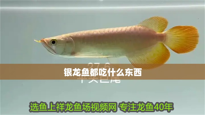 銀龍魚都吃什么東西