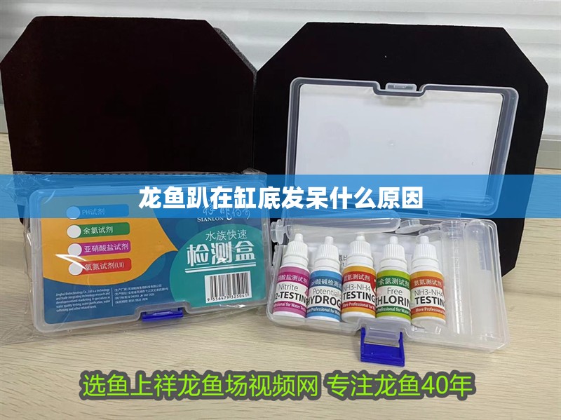 龍魚趴在缸底發呆什么原因