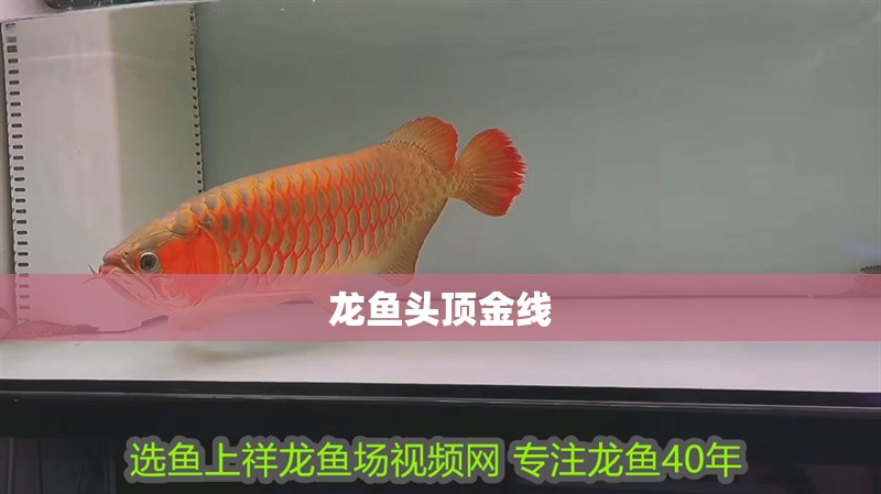 龍魚(yú)頭頂金線