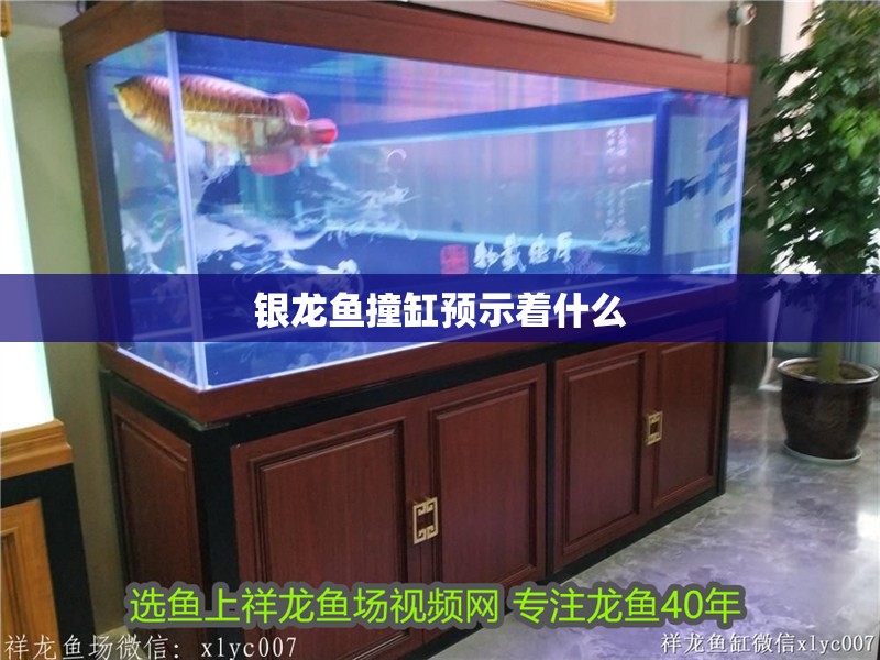 銀龍魚撞缸預(yù)示著什么
