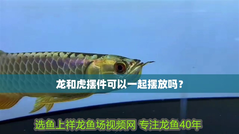 龍和虎擺件可以一起擺放嗎？ 龍和虎擺件可以一起擺放嗎？ 龍魚百科