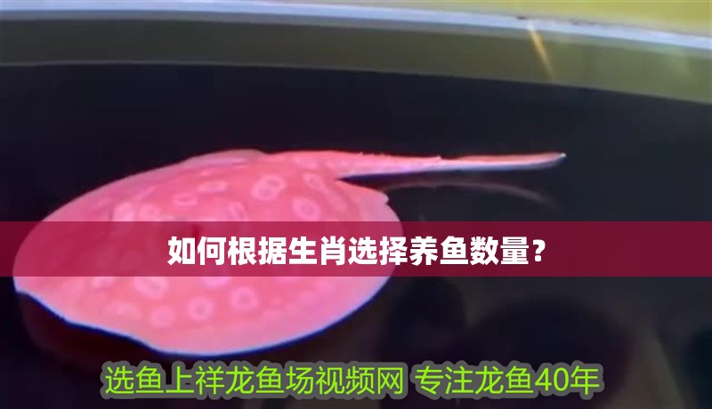 如何根據生肖選擇養魚數量？