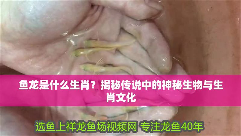 魚龍是什么生肖？揭秘傳說中的神秘生物與生肖文化