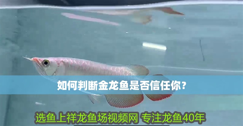 如何判斷金龍魚是否信任你？