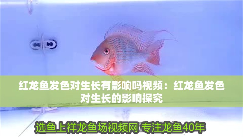 紅龍魚發(fā)色對生長有影響嗎視頻：紅龍魚發(fā)色對生長的影響探究