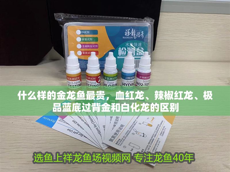 什么樣的金龍魚最貴，血紅龍、辣椒紅龍、極品藍底過背金和白化龍的區別