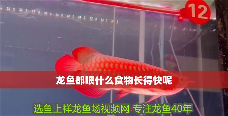 龍魚都喂什么食物長得快呢
