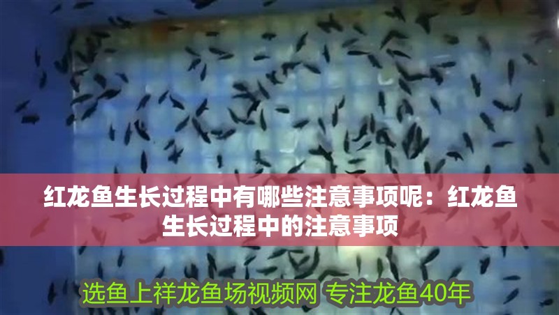 紅龍魚(yú)生長(zhǎng)過(guò)程中有哪些注意事項(xiàng)呢：紅龍魚(yú)生長(zhǎng)過(guò)程中的注意事項(xiàng)