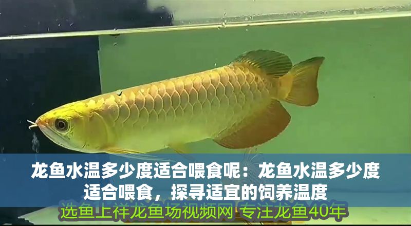 龍魚水溫多少度適合喂食呢：龍魚水溫多少度適合喂食，探尋適宜的飼養溫度