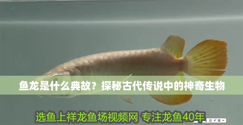 魚龍是什么典故？探秘古代傳說中的神奇生物