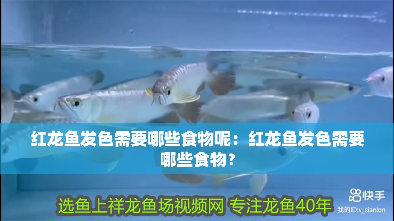 紅龍魚發色需要哪些食物呢：紅龍魚發色需要哪些食物？