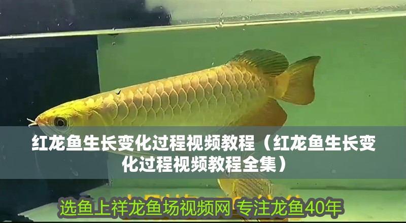 紅龍魚(yú)生長(zhǎng)變化過(guò)程視頻教程（紅龍魚(yú)生長(zhǎng)變化過(guò)程視頻教程全集）
