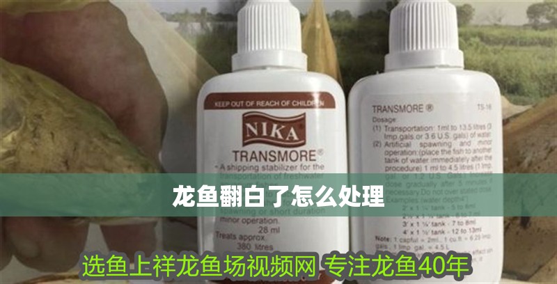 龍魚翻白了怎么處理