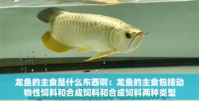 龍魚的主食是什么東西啊：龍魚的主食包括動物性飼料和合成飼料和合成飼料兩種類型