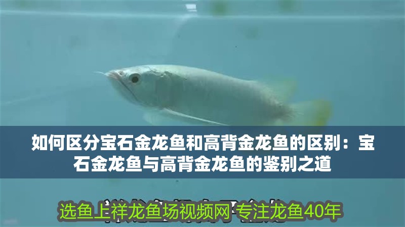 如何區分寶石金龍魚和高背金龍魚的區別：寶石金龍魚與高背金龍魚的鑒別之道