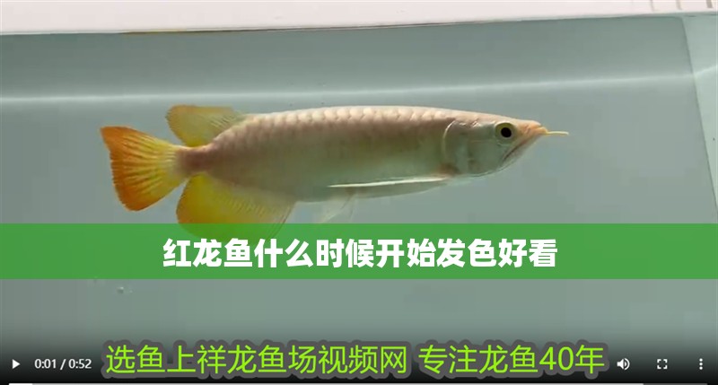 紅龍魚什么時候開始發(fā)色好看