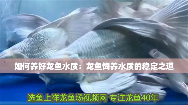 如何養好龍魚水質：龍魚飼養水質的穩定之道