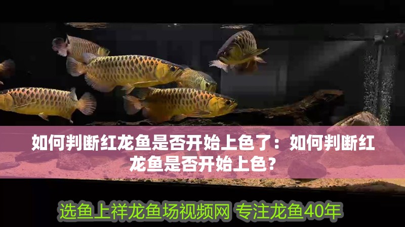如何判斷紅龍魚是否開始上色了：如何判斷紅龍魚是否開始上色？