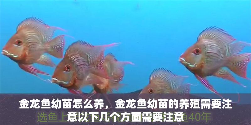 金龍魚幼苗怎么養，金龍魚幼苗的養殖需要注意以下幾個方面需要注意 金龍魚幼苗怎么養，金龍魚幼苗的養殖需要注意以下幾個方面需要注意 龍魚百科 第2張