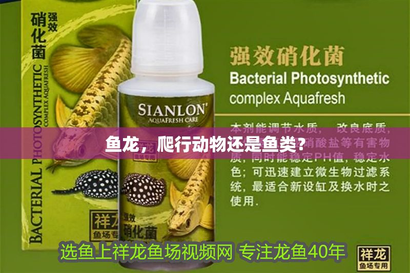 魚龍，爬行動物還是魚類？