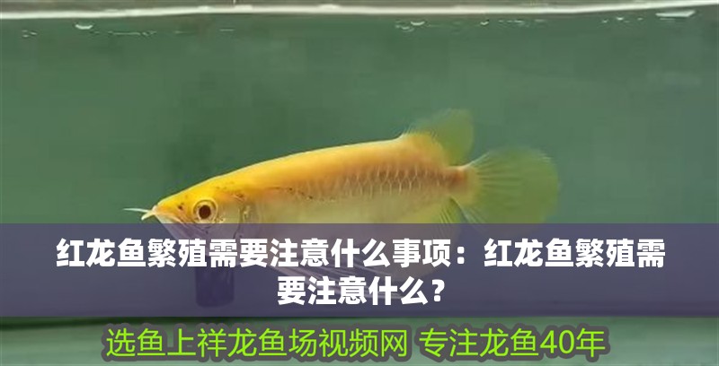 紅龍魚繁殖需要注意什么事項：紅龍魚繁殖需要注意什么？