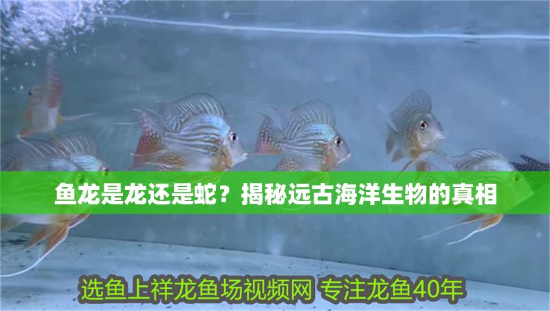 魚龍是龍還是蛇？揭秘遠古海洋生物的真相 魚龍是龍還是蛇？揭秘遠古海洋生物的真相 龍魚百科 第1張