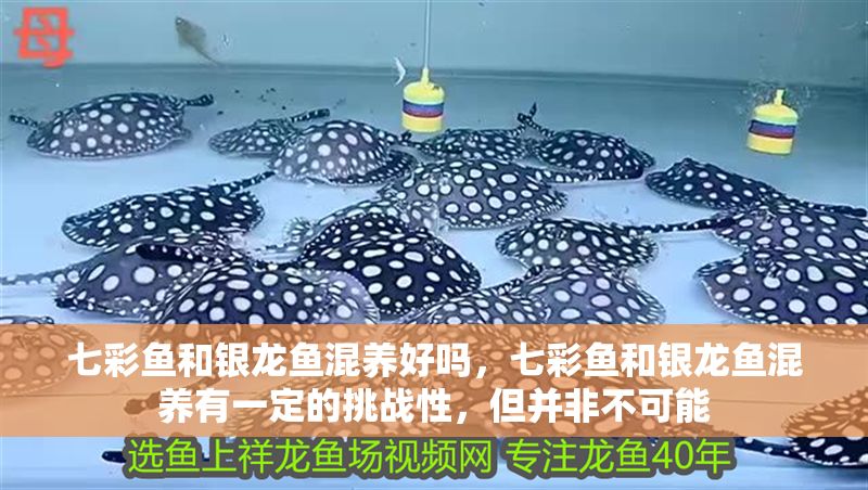 七彩魚和銀龍魚混養好嗎,七彩魚和銀龍魚混養有一定的挑戰性,但并非不可能 龍魚百科 第2張 七彩魚和銀龍魚混養好嗎,七彩魚和銀龍魚混養有一定的挑戰性,但并非不可能 七彩魚和銀龍魚混養好嗎,七彩魚和銀龍魚混養有一定的挑戰性,但并非不可能 龍魚百科 第2張