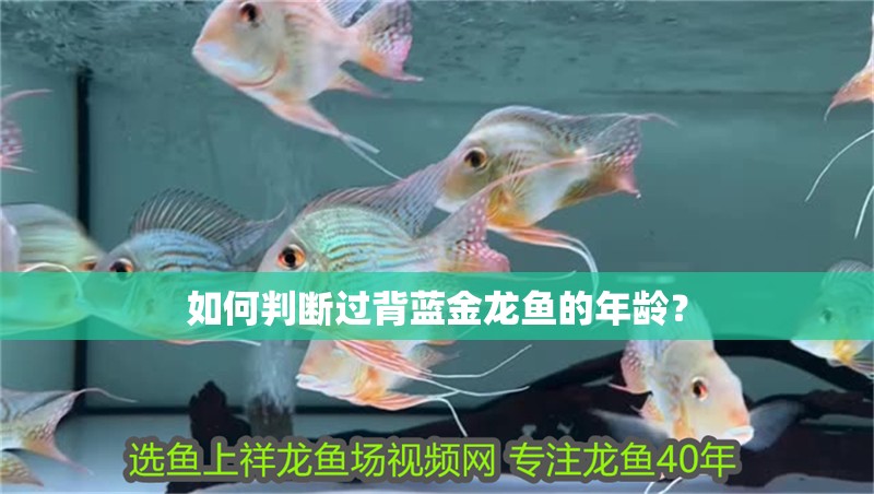 如何判斷過背藍金龍魚的年齡？