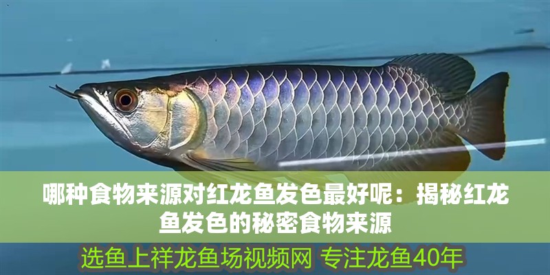 哪種食物來源對紅龍魚發(fā)色最好呢：揭秘紅龍魚發(fā)色的秘密食物來源