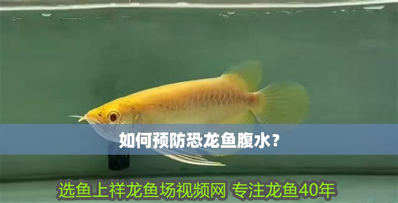 如何預防恐龍魚腹水？ 如何預防恐龍魚腹水？ 龍魚百科