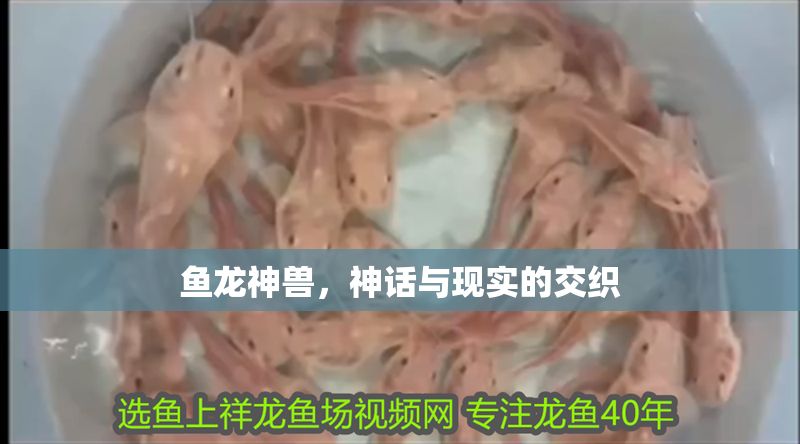 魚龍神獸，神話與現實的交織