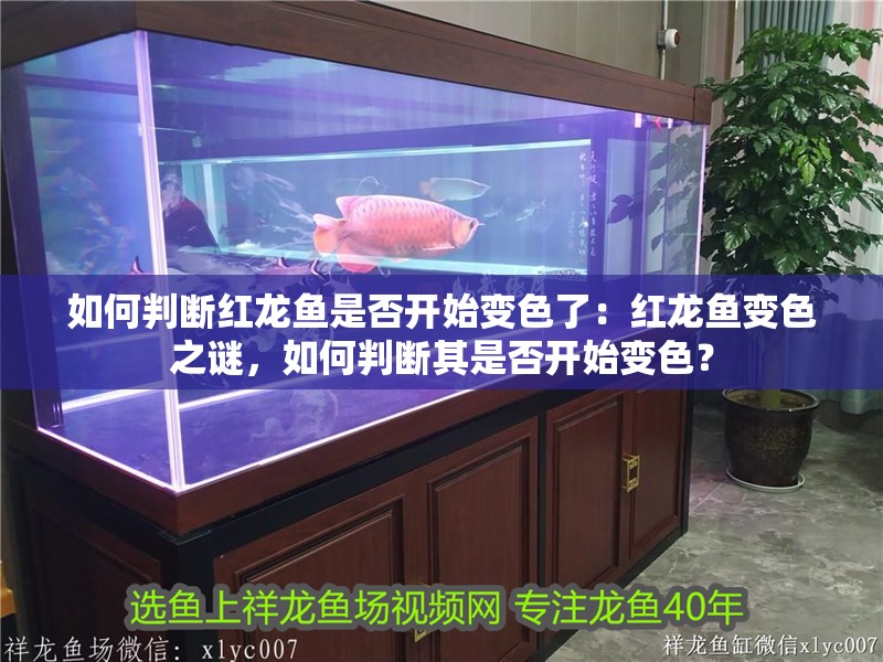 如何判斷紅龍魚是否開始變色了：紅龍魚變色之謎，如何判斷其是否開始變色？