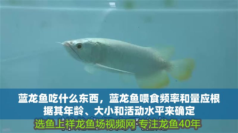藍龍魚吃什么東西，藍龍魚喂食頻率和量應根據其年齡、大小和活動水平來確定