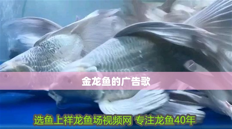 金龍魚的廣告歌 金龍魚的廣告歌 龍魚百科