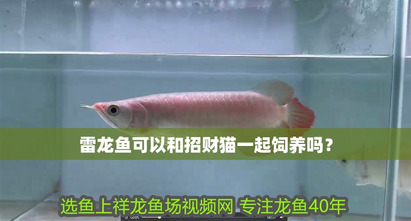 雷龍魚可以和招財貓一起飼養嗎？