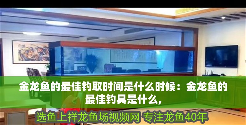 金龍魚的最佳釣取時間是什么時候：金龍魚的最佳釣具是什么,