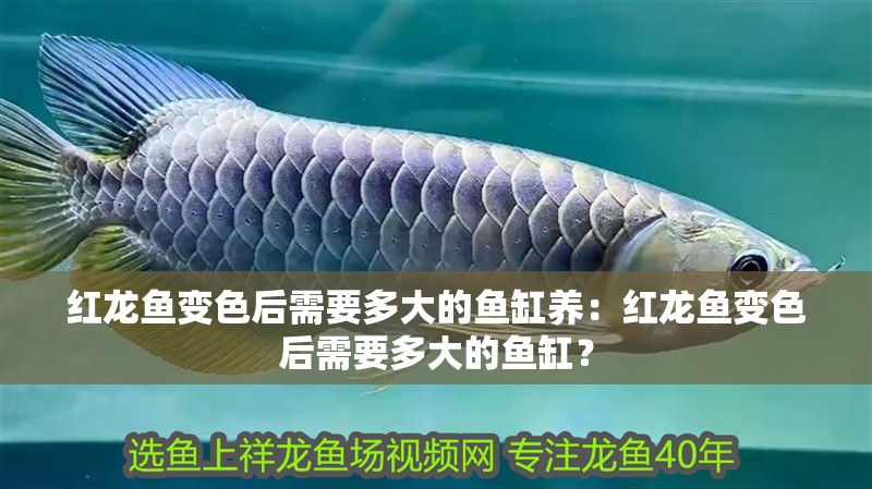 紅龍魚變色后需要多大的魚缸養(yǎng)：紅龍魚變色后需要多大的魚缸？