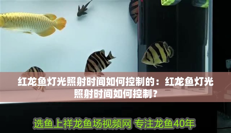 紅龍魚燈光照射時間如何控制的：紅龍魚燈光照射時間如何控制？